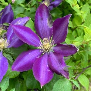 Meet your Posher, Sydney